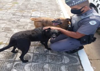 idosa salva por cães Ela tropeçou em um chinelo e caiu, quebrando o fêmur e não conseguindo se movimentar.