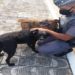 idosa salva por cães Ela tropeçou em um chinelo e caiu, quebrando o fêmur e não conseguindo se movimentar.