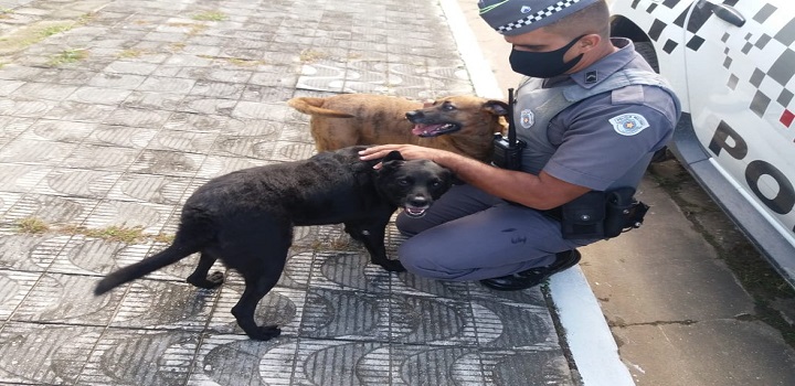 idosa salva por cães Ela tropeçou em um chinelo e caiu, quebrando o fêmur e não conseguindo se movimentar.