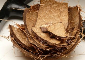 Casca de coco etanol