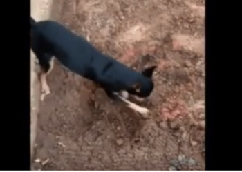 Pinscher traficante