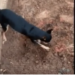 Pinscher traficante