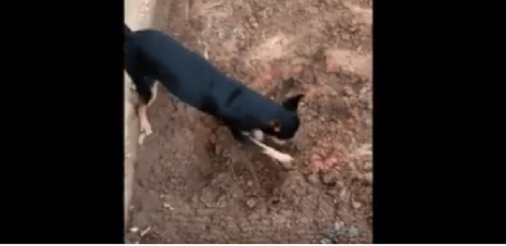 Pinscher traficante