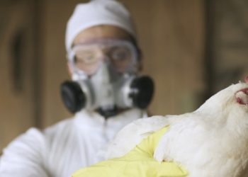 China registra gripe aviaria em humanos
