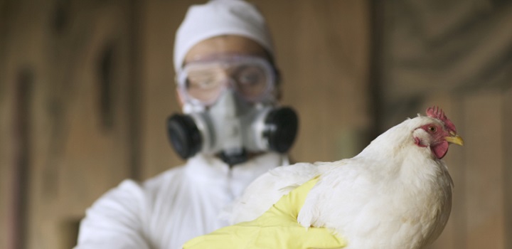 China registra gripe aviaria em humanos