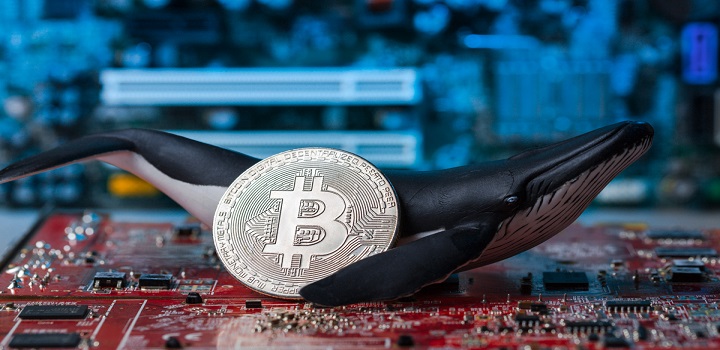 Baleia: criptomoedas paradas na carteira valorizaram 265.000% em nove anos