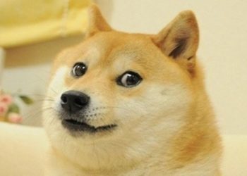 mEME CÃO DESCONFIADO