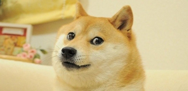 mEME CÃO DESCONFIADO