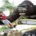 Garoto comemorava aniversário com a família no parque temático em Penha. Ele sofreu traumatismo craniano, passou por cirurgia e está em estado grave.