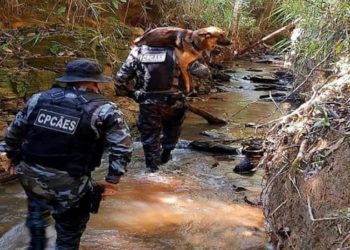 Cinco cães farejadores trabalham nas buscas pelo suspeito, entre eles, a cadela Cristal, que ajudou nas buscas em Brumadinho (MG). Lázaro está fugindo há 14 dias.