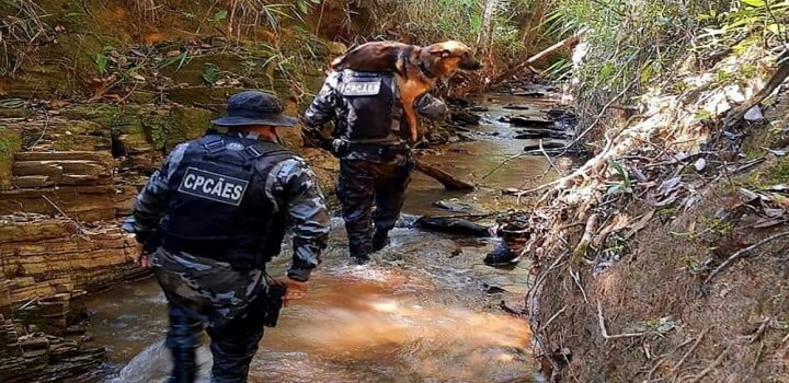 Cinco cães farejadores trabalham nas buscas pelo suspeito, entre eles, a cadela Cristal, que ajudou nas buscas em Brumadinho (MG). Lázaro está fugindo há 14 dias.