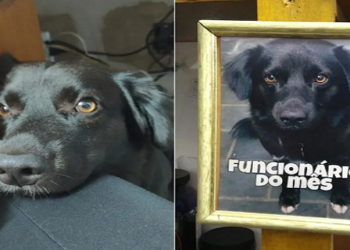 Os donos de uma loja de calçados de Sorocaba (SP) escolheram um cão como "funcionário do mês"