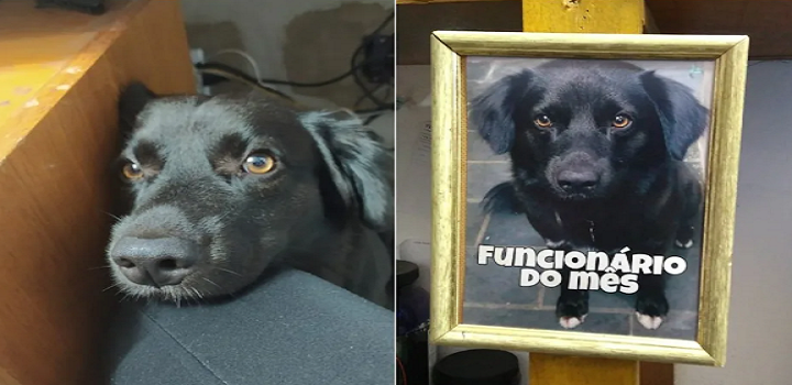 Os donos de uma loja de calçados de Sorocaba (SP) escolheram um cão como "funcionário do mês"