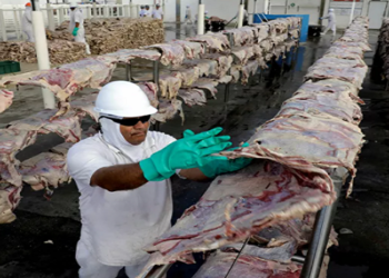 possíveis consequências do interesse norte-americano na carne nacional para a cadeia produtiva do bovino no Brasil.