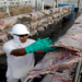 possíveis consequências do interesse norte-americano na carne nacional para a cadeia produtiva do bovino no Brasil.