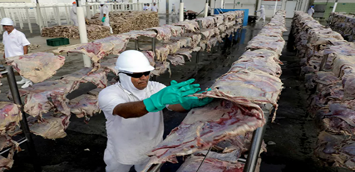 possíveis consequências do interesse norte-americano na carne nacional para a cadeia produtiva do bovino no Brasil.