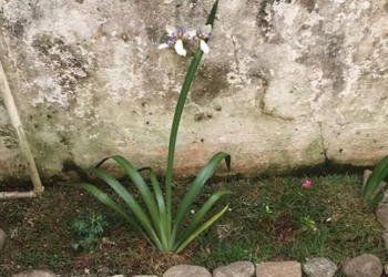 família que alugou casa e achou proprietária desaparecida enterrada no jardim