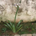 família que alugou casa e achou proprietária desaparecida enterrada no jardim