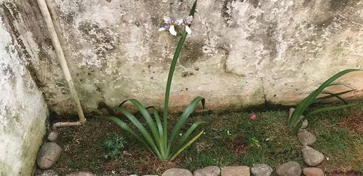 família que alugou casa e achou proprietária desaparecida enterrada no jardim