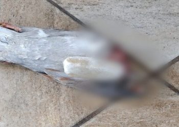 Pombo é encontrado morto com droga pendurada