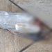 Pombo é encontrado morto com droga pendurada