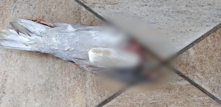 Pombo é encontrado morto com droga pendurada