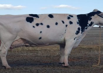 Conheça Ruivinha, a primeira vaca entre 200 mil a ter nota máxima em excelência