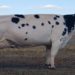 Conheça Ruivinha, a primeira vaca entre 200 mil a ter nota máxima em excelência