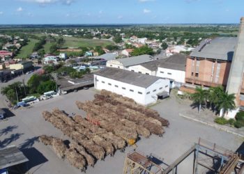 Canas da Usina Paraíso