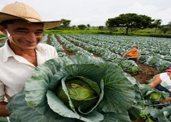 projeto de lei aprova auxílio para agricultura famjliar