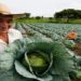projeto de lei aprova auxílio para agricultura famjliar