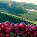 alta no preço do café