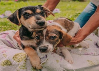 Alerj discute proteção aos animais