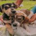 Alerj discute proteção aos animais