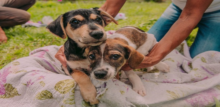 Alerj discute proteção aos animais