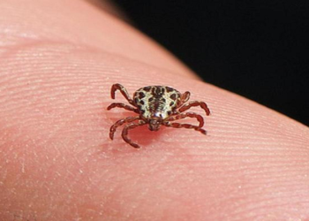 mORTE POR FEBRE MACULOSA EM campos