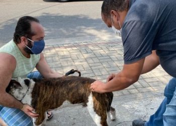 Vacinação antirrabica em quissama