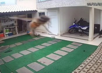 Abelhas matam cachorros em guarapari