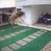 Abelhas matam cachorros em guarapari
