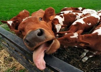 BRASIL CONFIRMA DOIS CASOS DO MAL DA VACA LOUCA