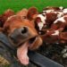 BRASIL CONFIRMA DOIS CASOS DO MAL DA VACA LOUCA