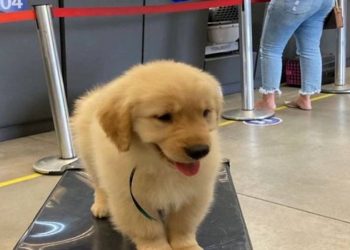 Cão morre após voo da Latam de São Paulo para o RIO
