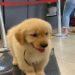 Cão morre após voo da Latam de São Paulo para o RIO