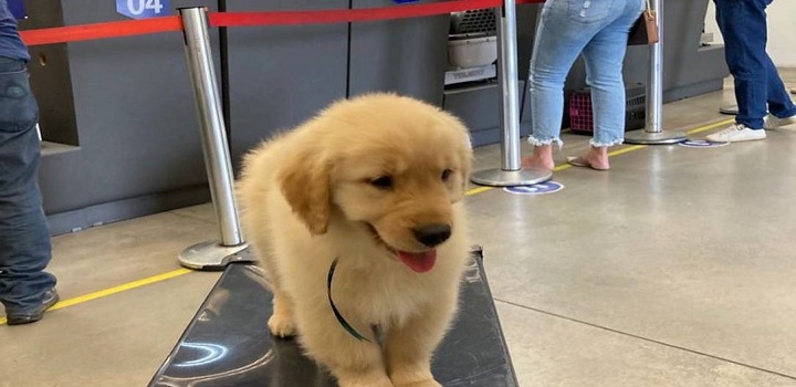 Cão morre após voo da Latam de São Paulo para o RIO