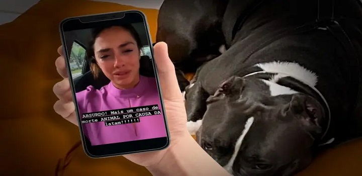 Latam suspendeu transporte de pets no porão das aeronaves por 30 dias Decisão foi tomada após a morte de um cachorro da raça American Bully no dia 14 de outubro