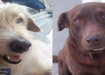 Cachorro de família com criança autista é envenenado e morto no litoral de SP: 'Sensação de desespero' Principal suspeito de ter cometido o crime é vizinho da família