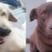 Cachorro de família com criança autista é envenenado e morto no litoral de SP: 'Sensação de desespero' Principal suspeito de ter cometido o crime é vizinho da família