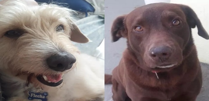 Cachorro de família com criança autista é envenenado e morto no litoral de SP: 'Sensação de desespero' Principal suspeito de ter cometido o crime é vizinho da família