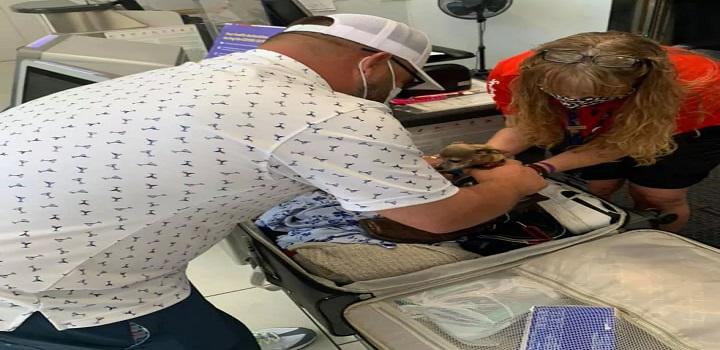 casal descobre chihuahua 'clandestina' em mala Icky foi encontrada dentro de uma bota de cowboy de Jared Owens, quando ele e a mulher estavam prestes a embarcar em voo para Las Vegas. Funcionária de companhia aérea chegou a se oferecer para cuidar da cachorrinha durante viagem dos donos.