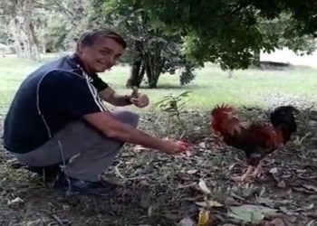 Policiais civis da 105ª DP (Petrópolis) prenderam nesta tarde um homem acusado de matar o vizinho após ouvir reclamações sobre um galo que aprendeu a cantar a palavra "Bolsonaro".